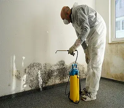 Mold growth checked in the corner of an Alpine basement